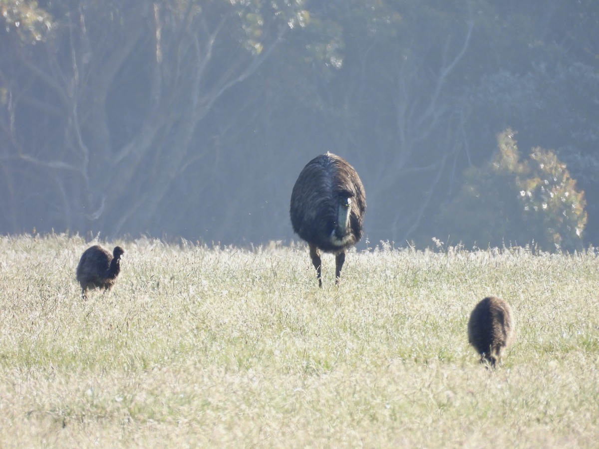 Émeu d'Australie - ML644488838