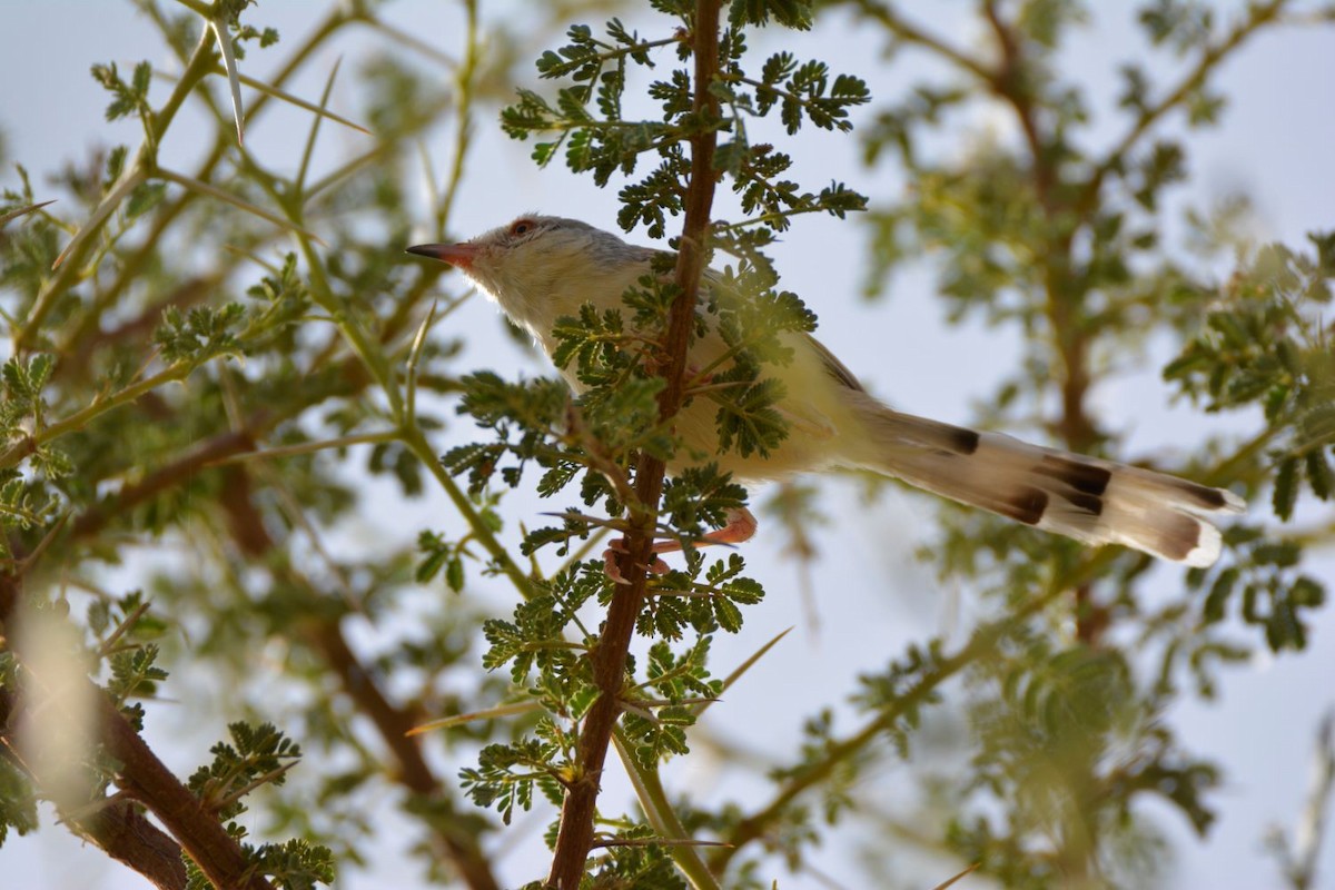 Cricket Longtail - ML644488841