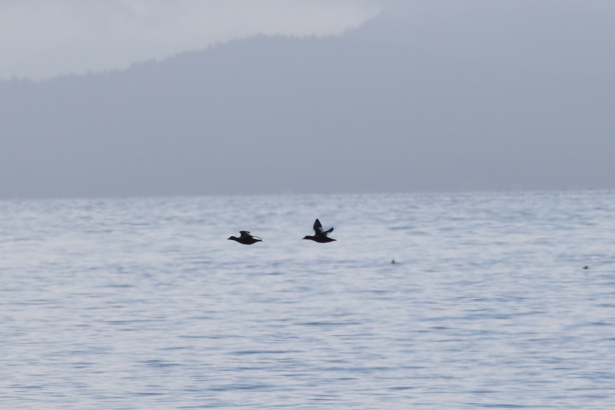 White-winged Scoter - ML644488843