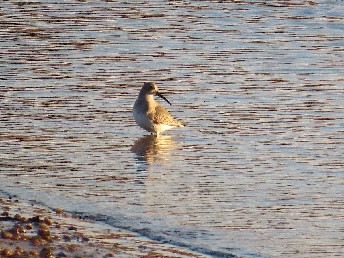 ハマシギ - ML644488848