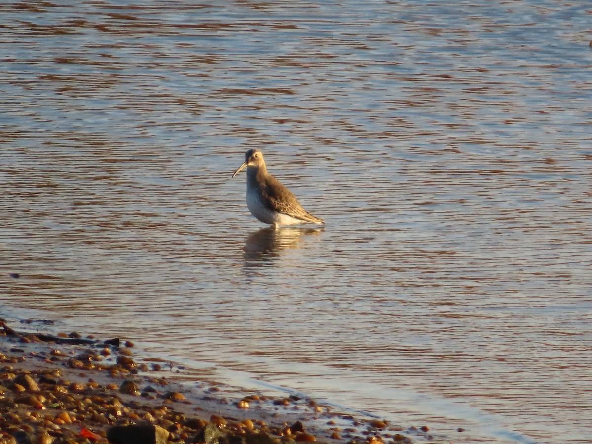 ハマシギ - ML644488849