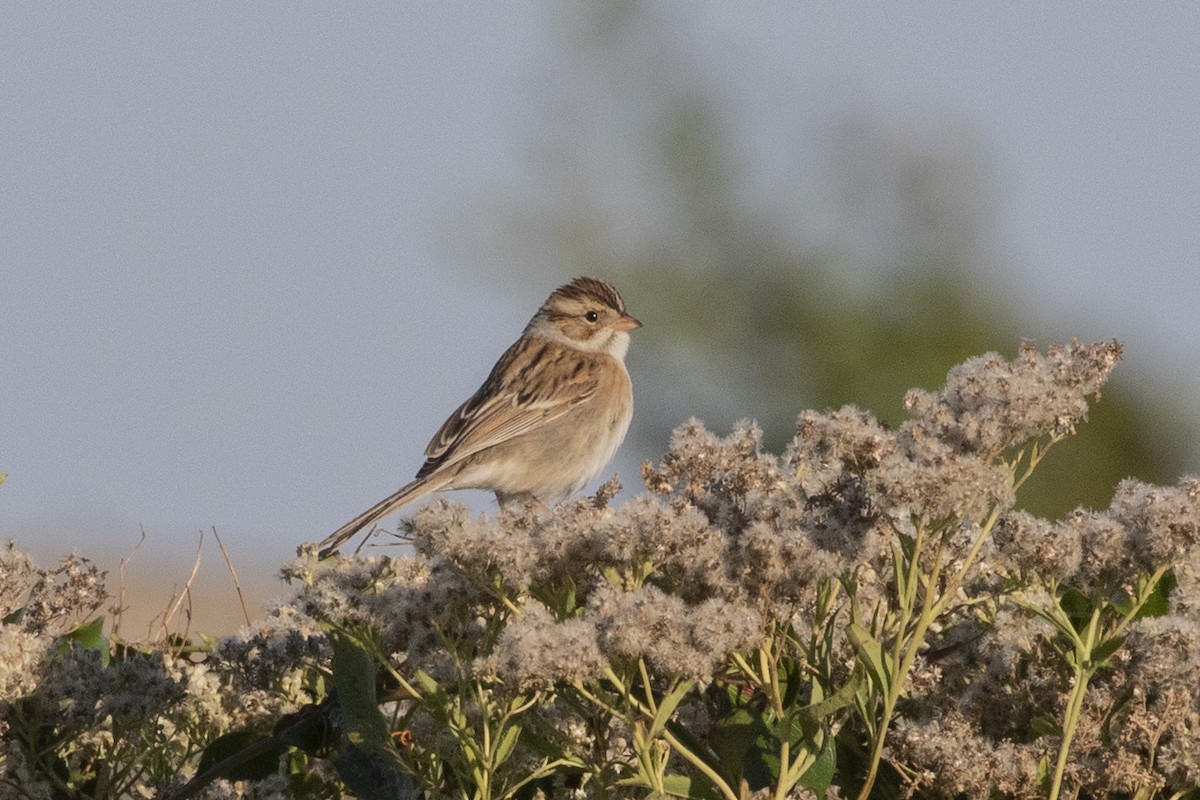 Clay-colored Sparrow - ML644488850