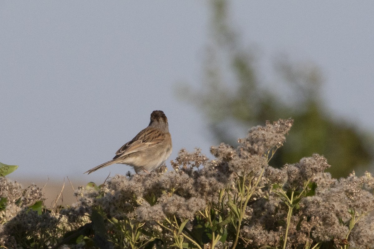 Clay-colored Sparrow - ML644488851