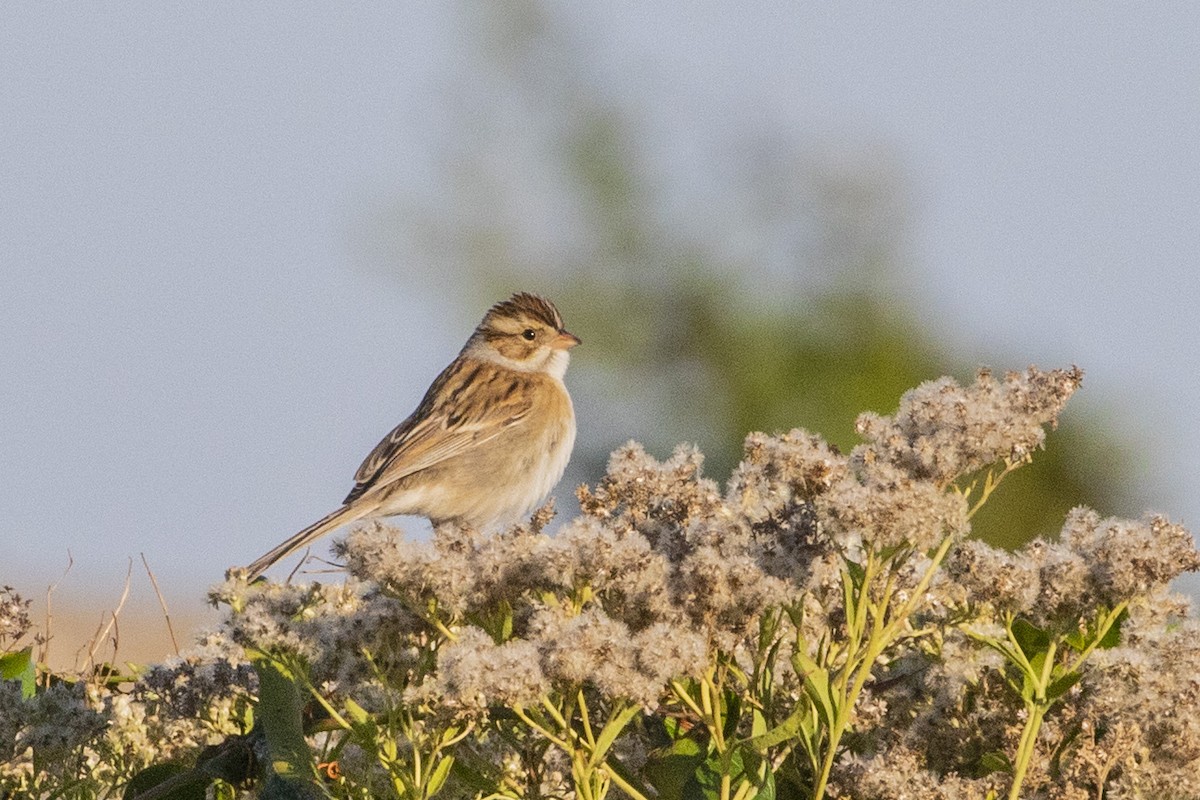 Clay-colored Sparrow - ML644488852