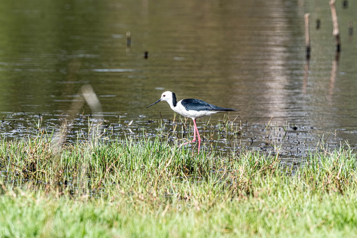 オーストラリアセイタカシギ - ML644488854