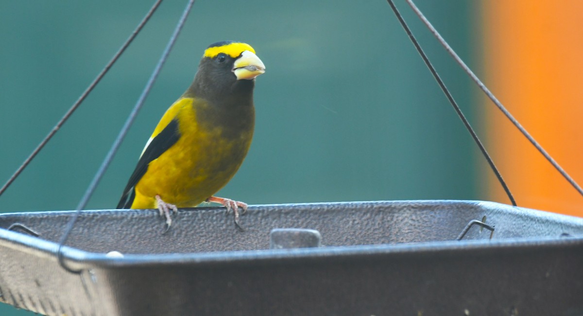 キビタイシメ - ML644488855