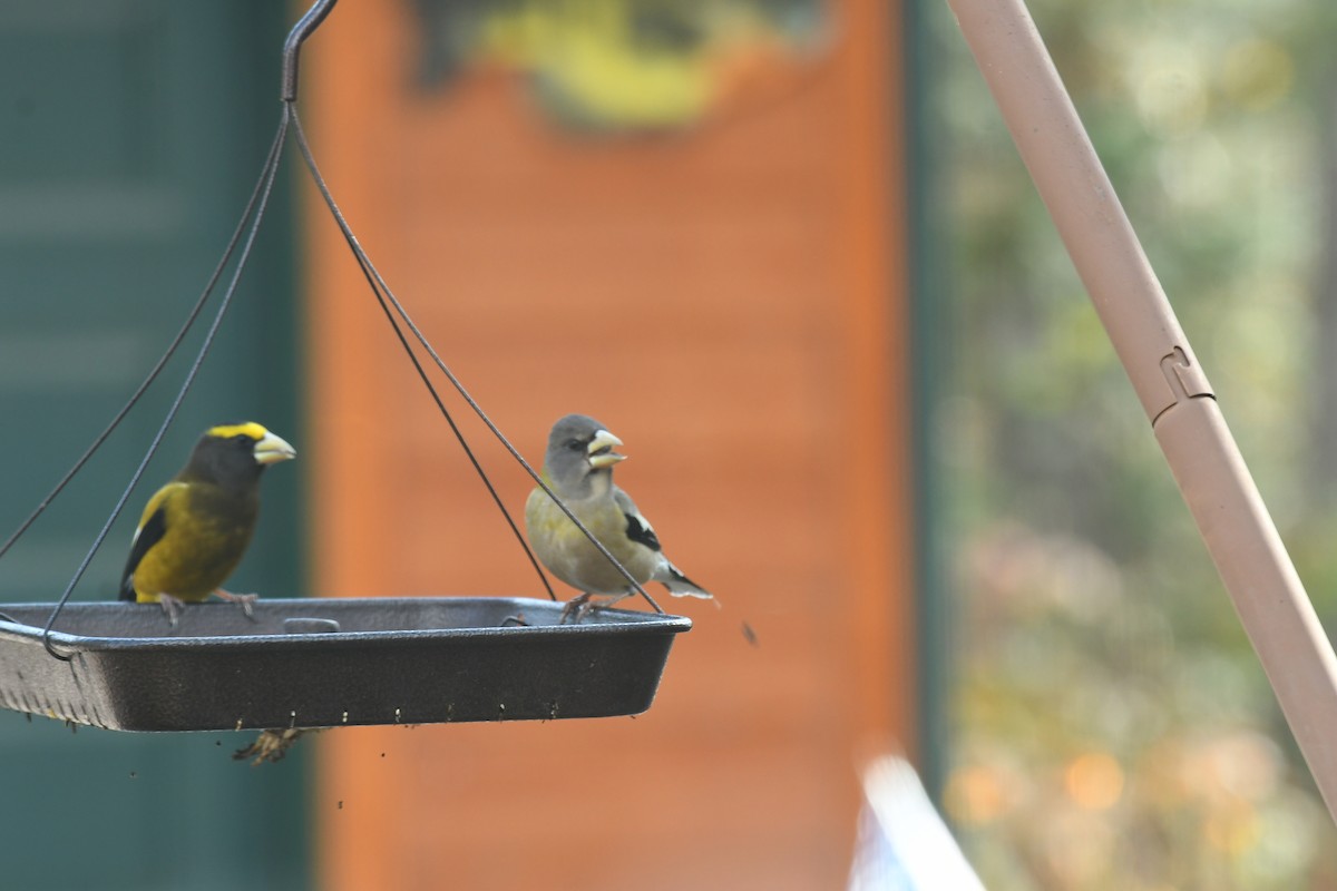 キビタイシメ - ML644488858