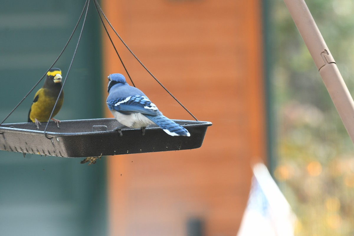 キビタイシメ - ML644488859