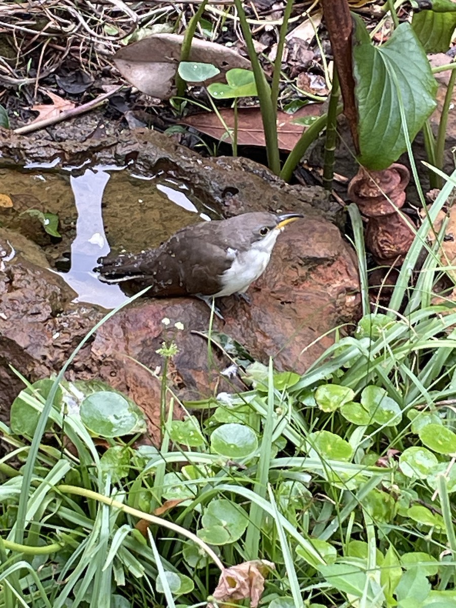 Yellow-billed Cuckoo - ML644488867