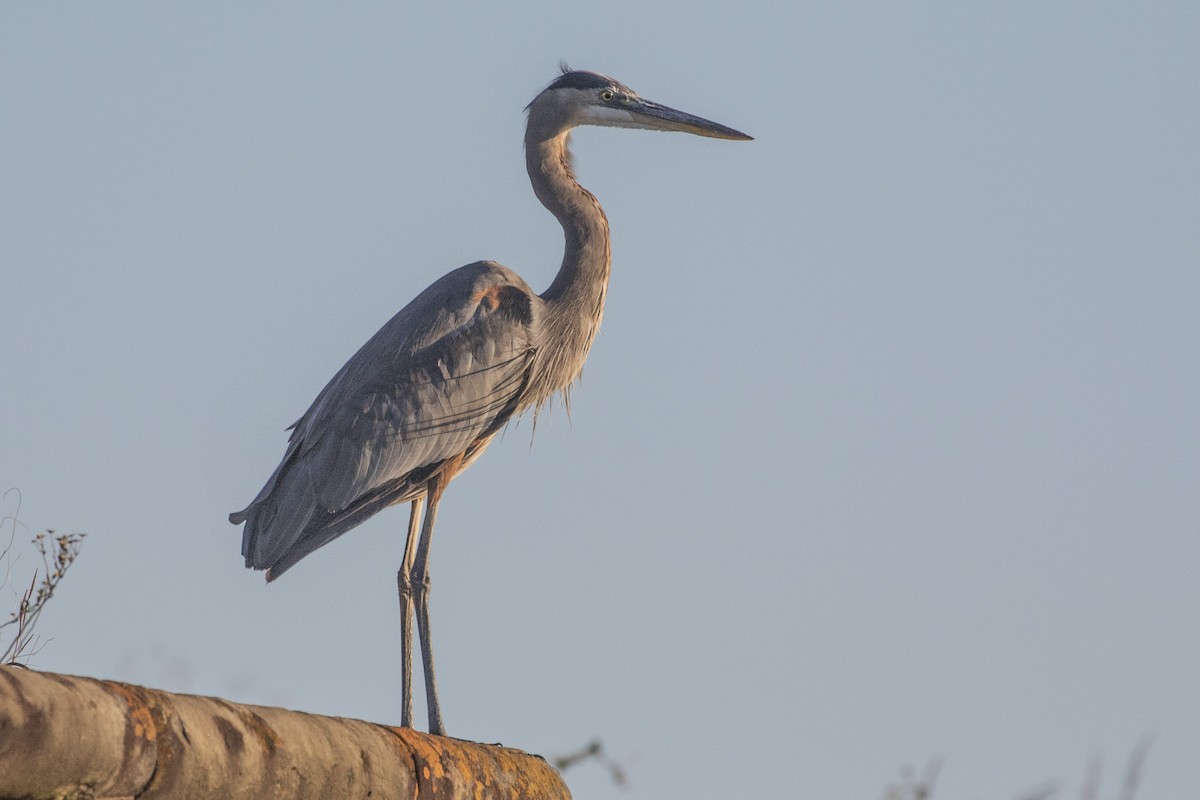 Great Blue Heron - ML644488875