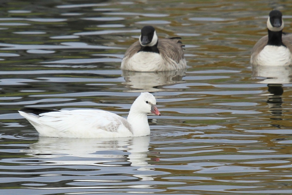 husa bělostná - ML644488876