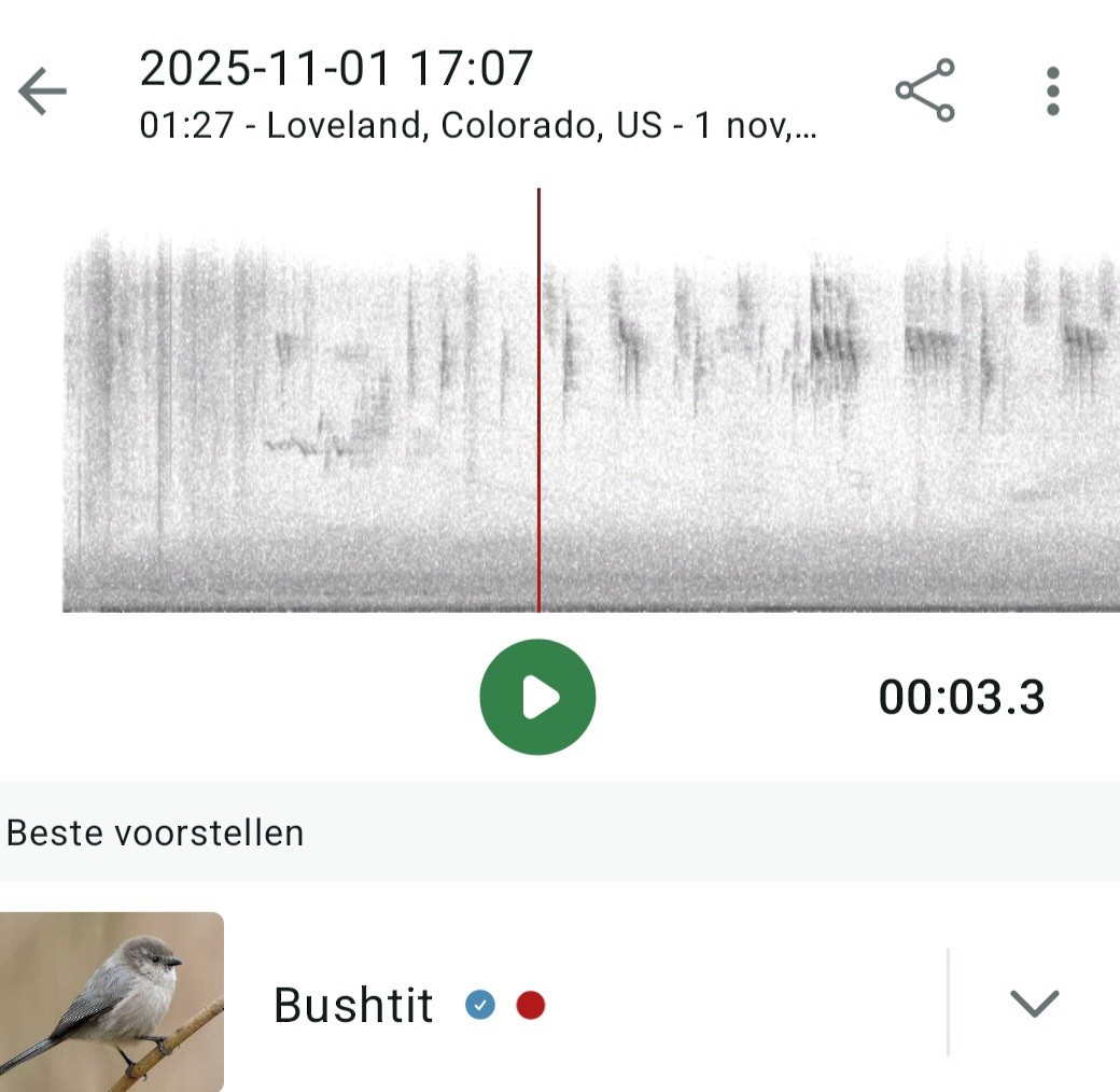 Bushtit - ML644488885