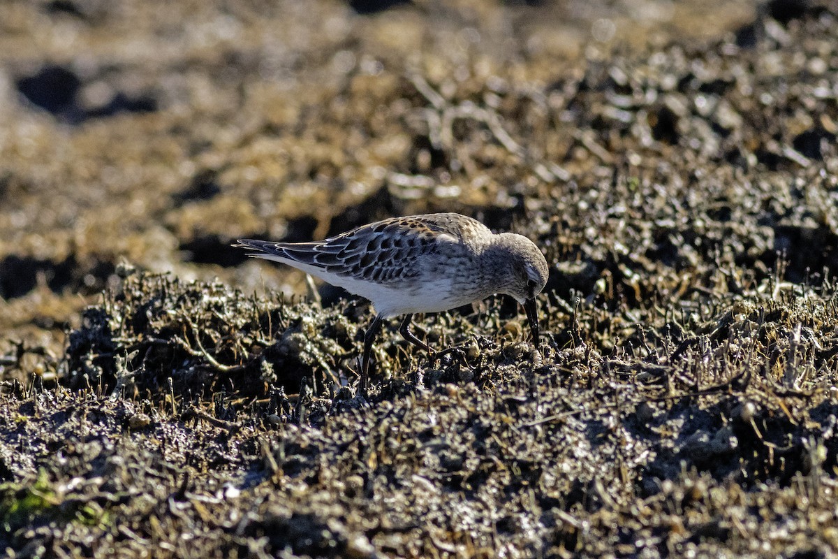 White-rumped Sandpiper - ML644488889