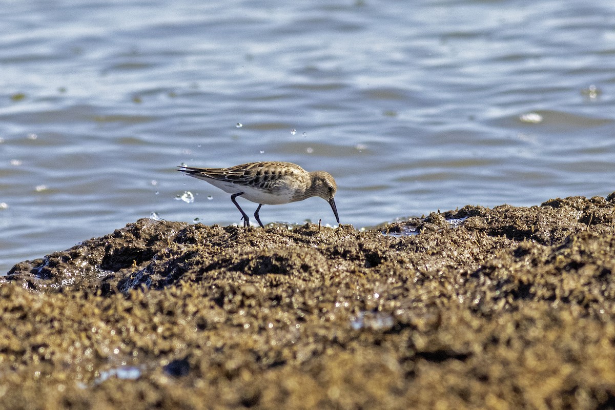 White-rumped Sandpiper - ML644488890