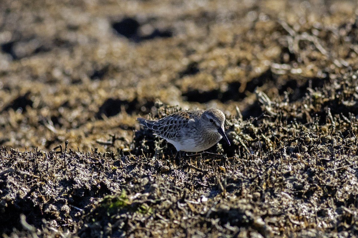 White-rumped Sandpiper - ML644488892