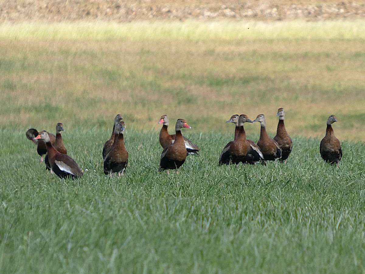 Black-bellied Whistling-Duck - ML644488893