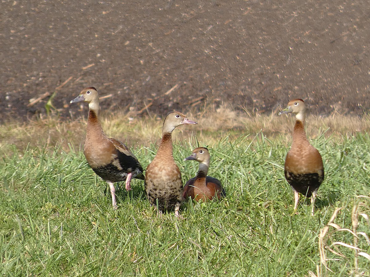 Black-bellied Whistling-Duck - ML644488894
