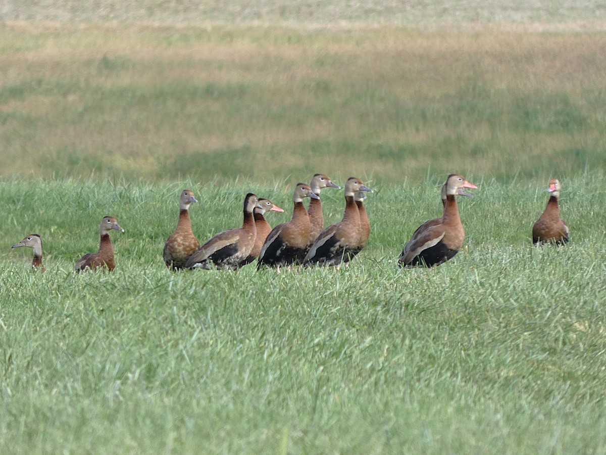 Black-bellied Whistling-Duck - ML644488897