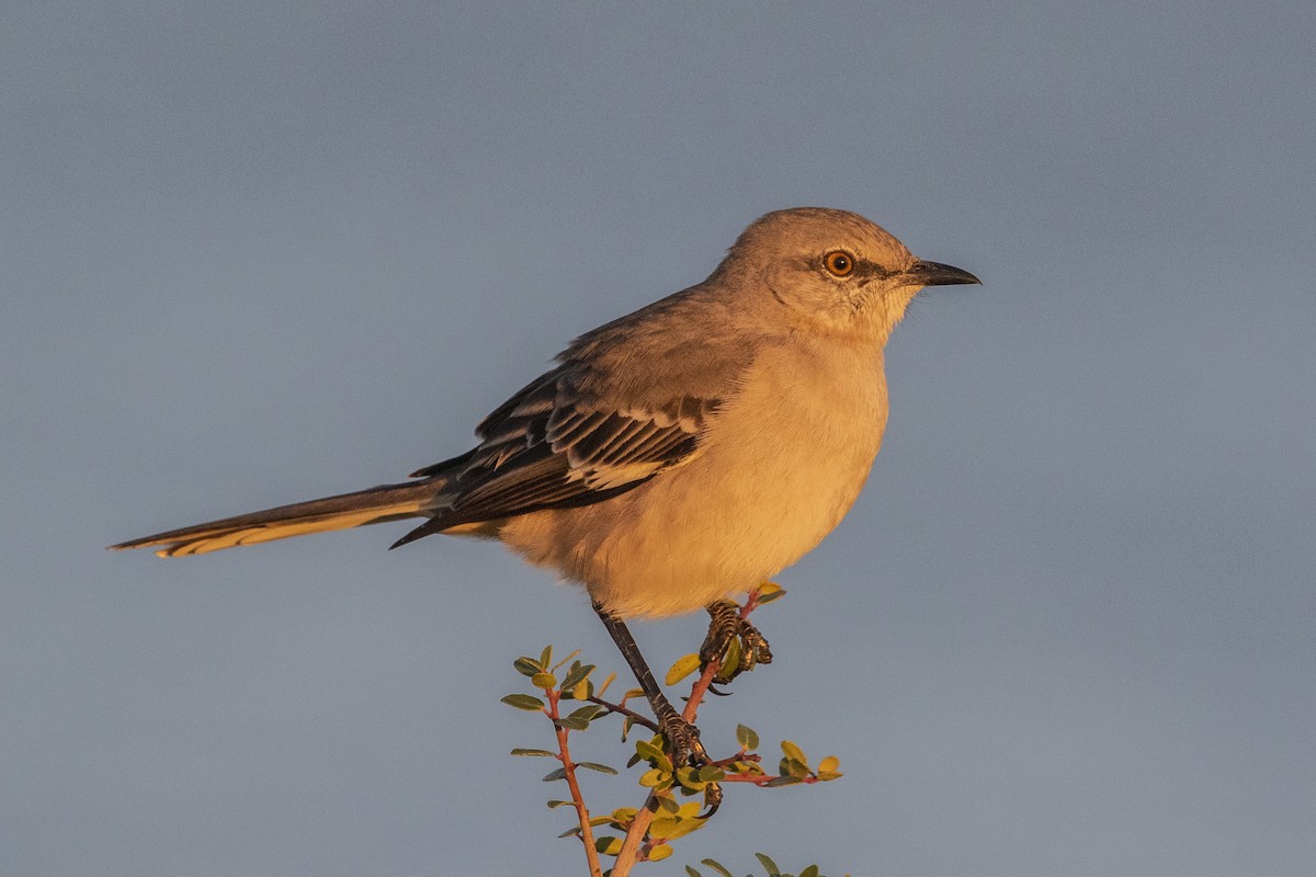 Northern Mockingbird - ML644488898