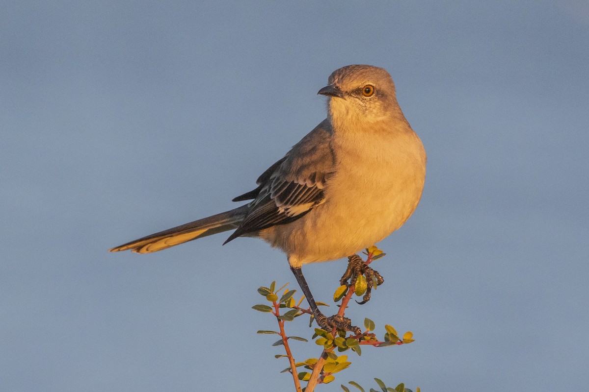Northern Mockingbird - ML644488899