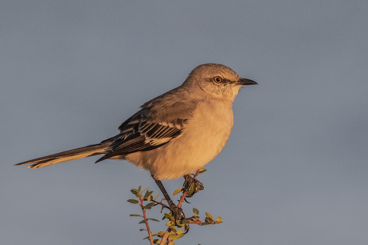 Northern Mockingbird - ML644488900