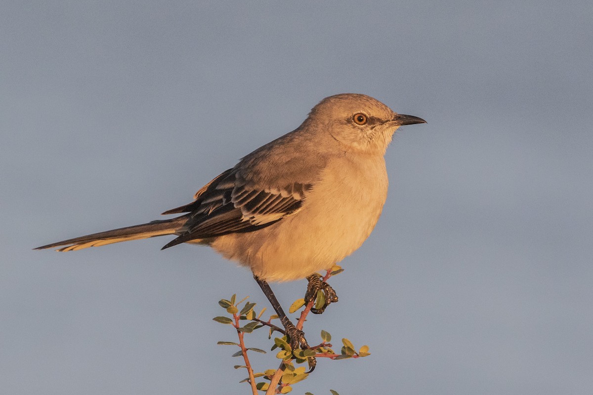 Northern Mockingbird - ML644488901