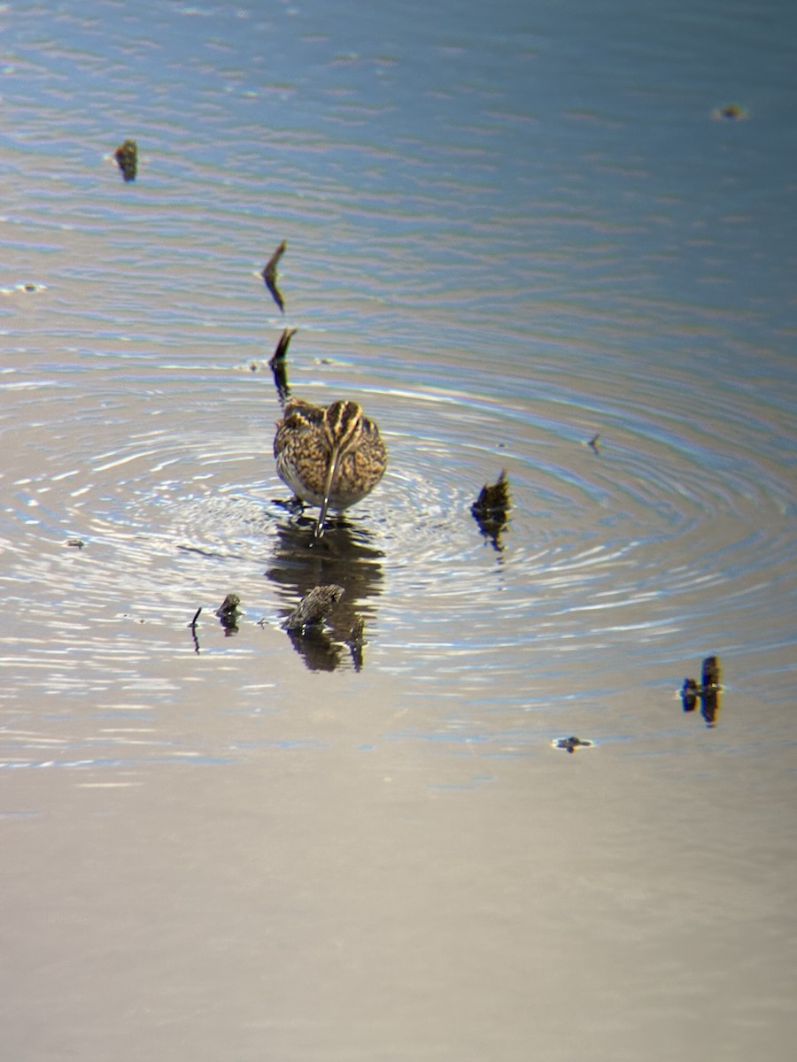 アメリカタシギ - ML644488904