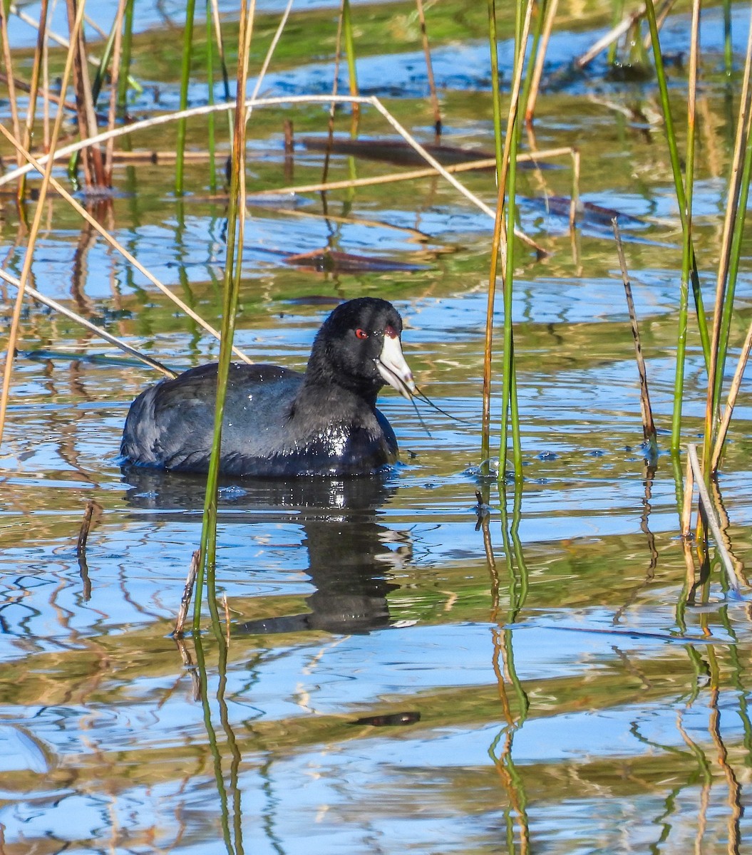 American Coot - ML644488908