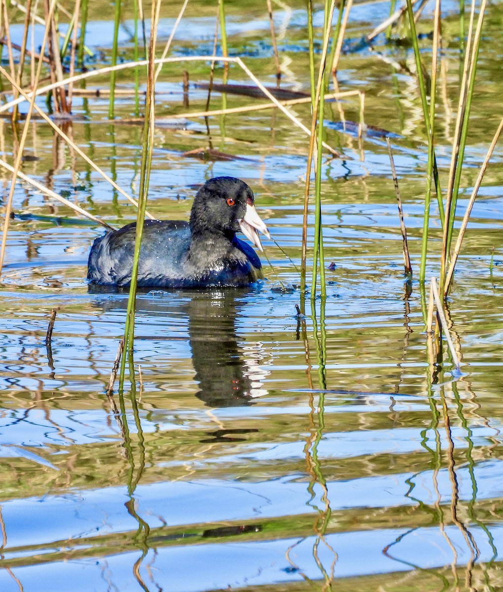 American Coot - ML644488909