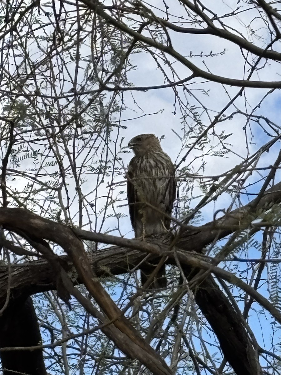 クーパーハイタカ - ML644488913