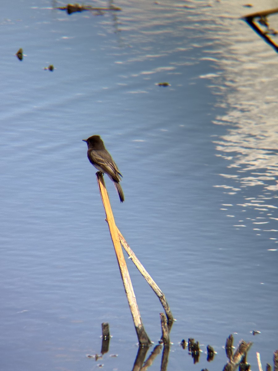 クロツキヒメハエトリ - ML644488917