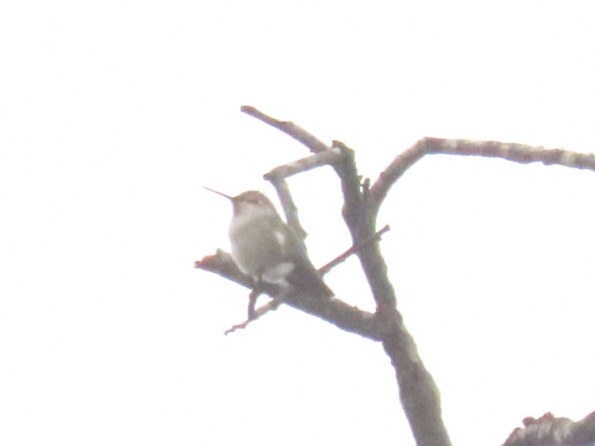 Anna's Hummingbird - ML644488919