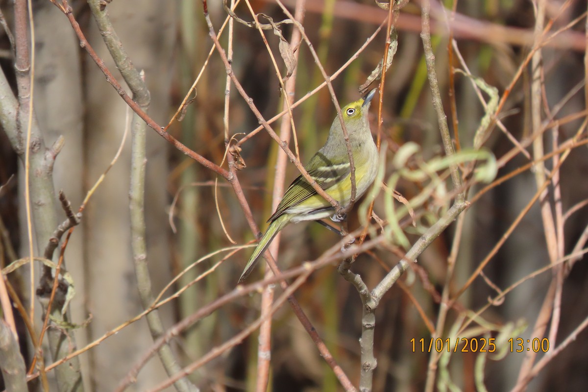 White-eyed Vireo - ML644488921