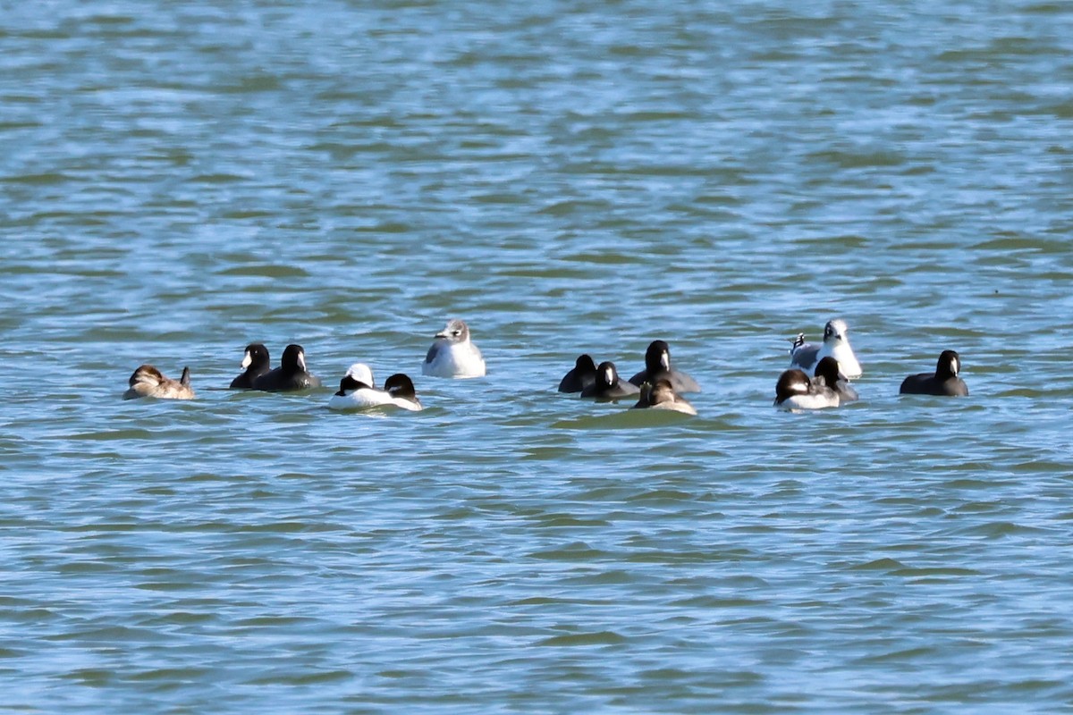 שחף אפור-זנב - ML644488927