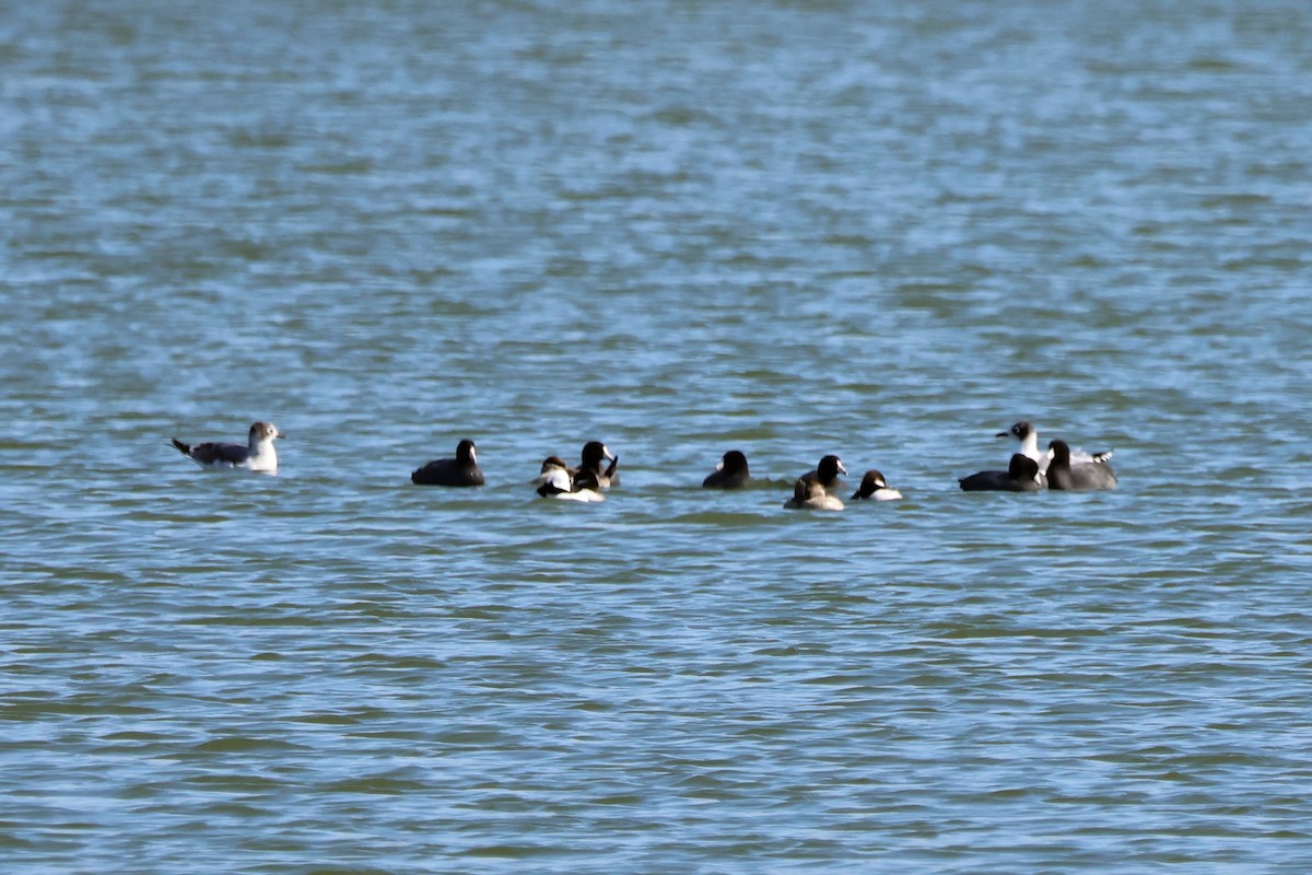 שחף אפור-זנב - ML644488929