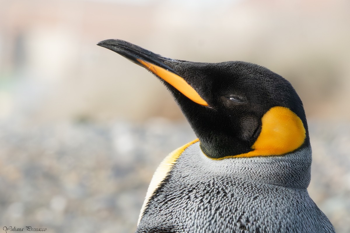 King Penguin - ML644488934