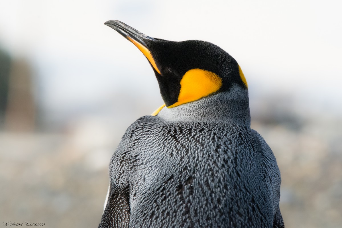 King Penguin - ML644488935