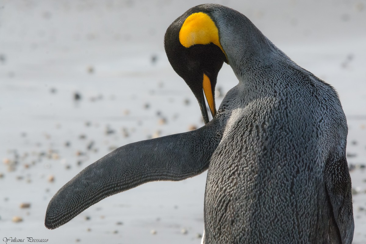 King Penguin - ML644488936