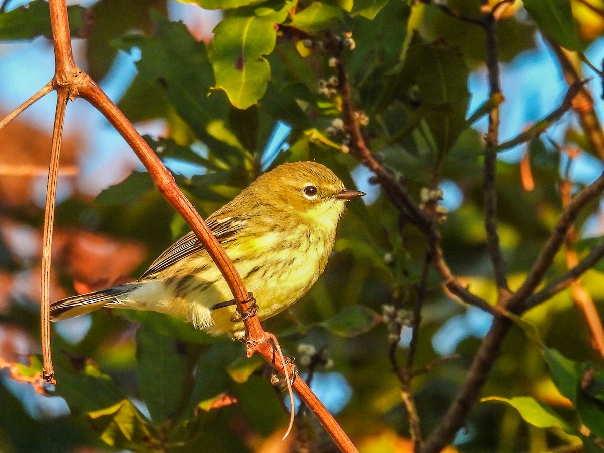 Yellow-rumped Warbler - ML644488940