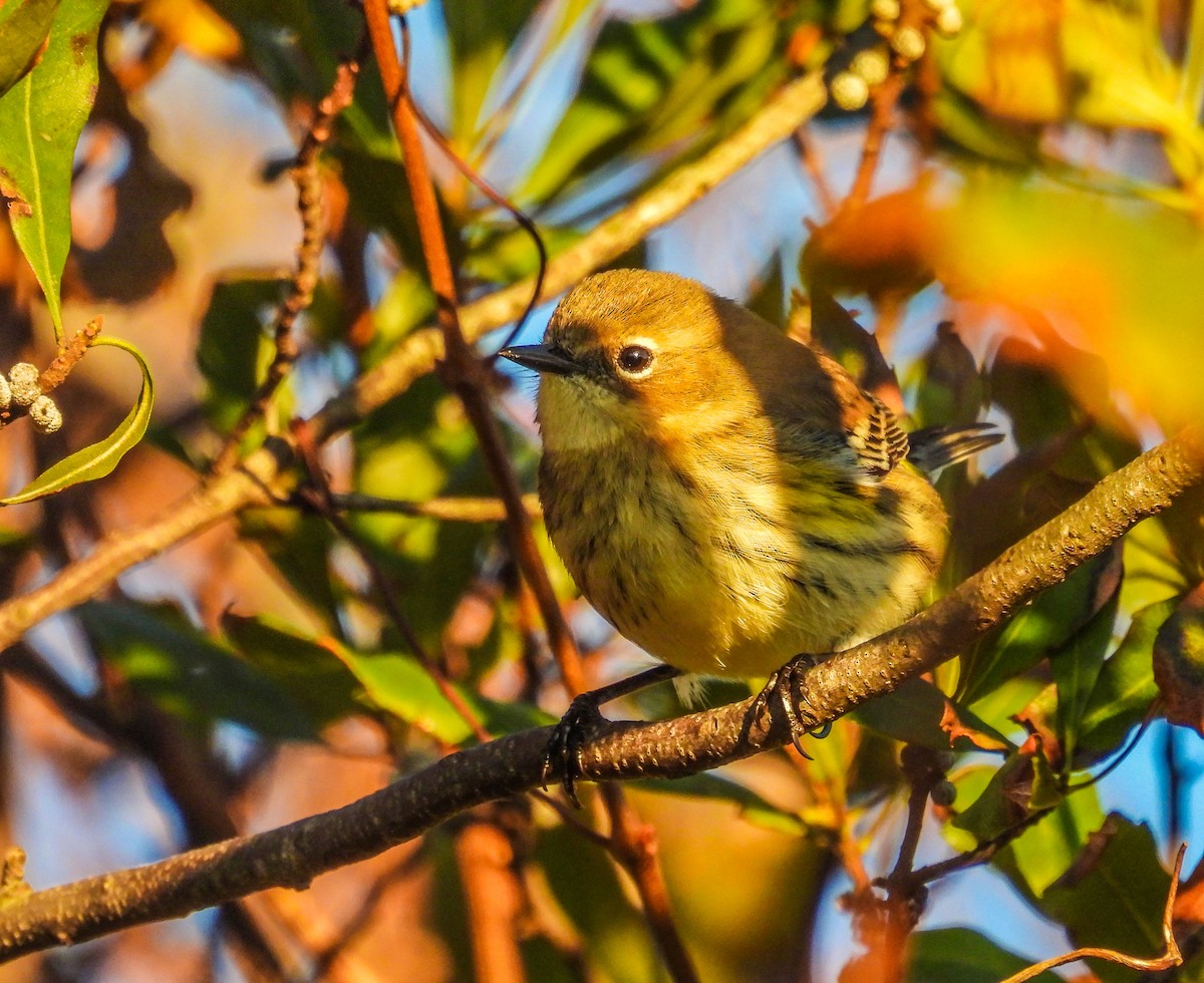 Yellow-rumped Warbler - ML644488942