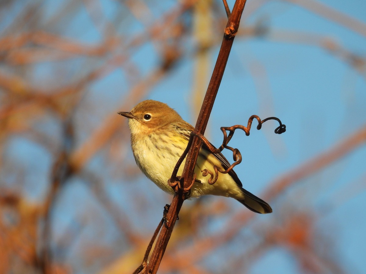 Yellow-rumped Warbler - ML644488943