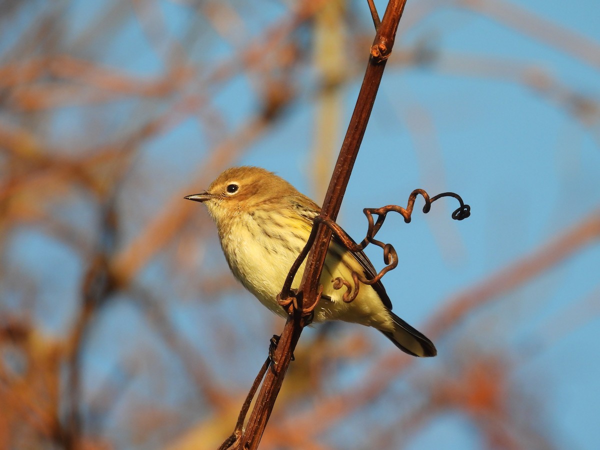 Yellow-rumped Warbler - ML644488948