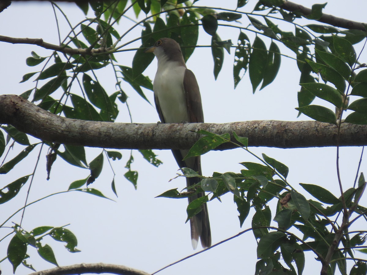 Yellow-billed Cuckoo - ML644488950