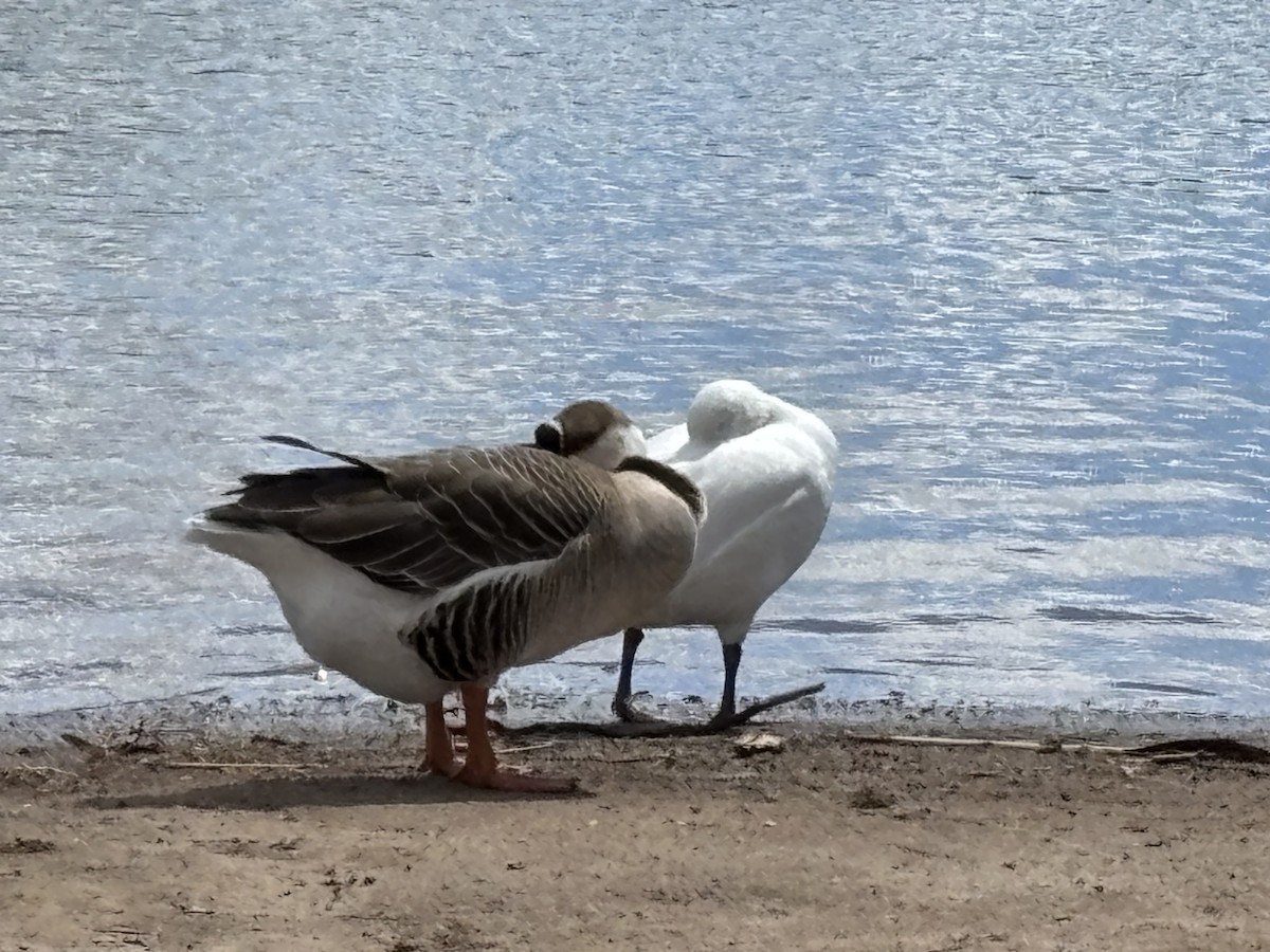 サカツラガン（家畜） - ML644488952