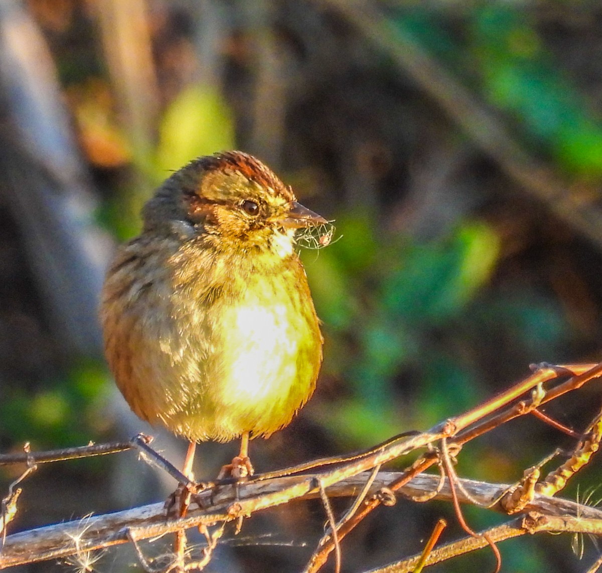 Swamp Sparrow - ML644488958