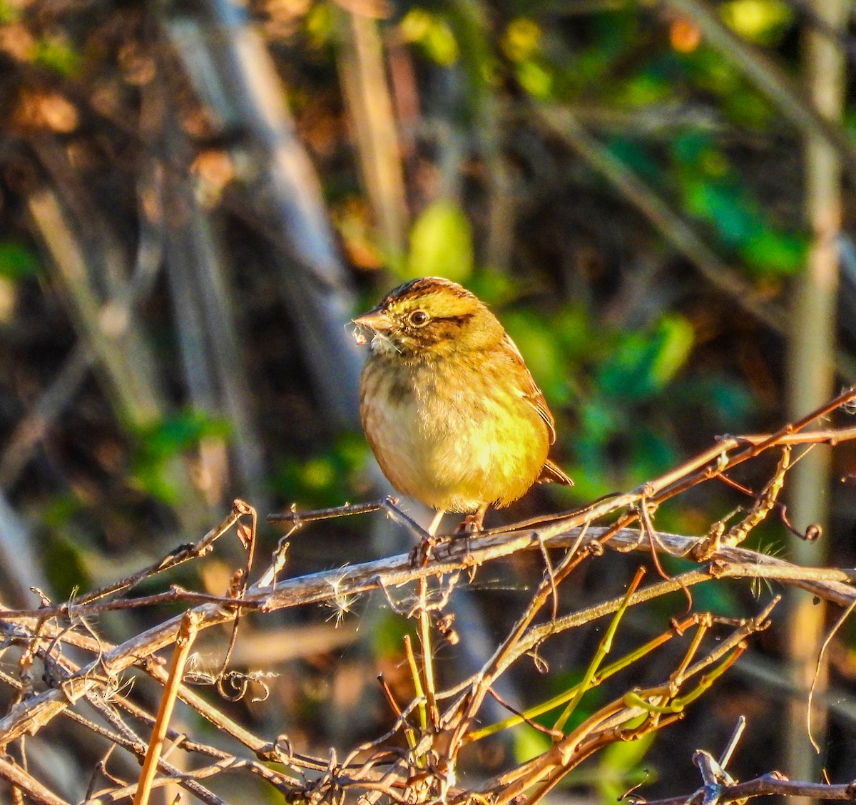 Swamp Sparrow - ML644488959