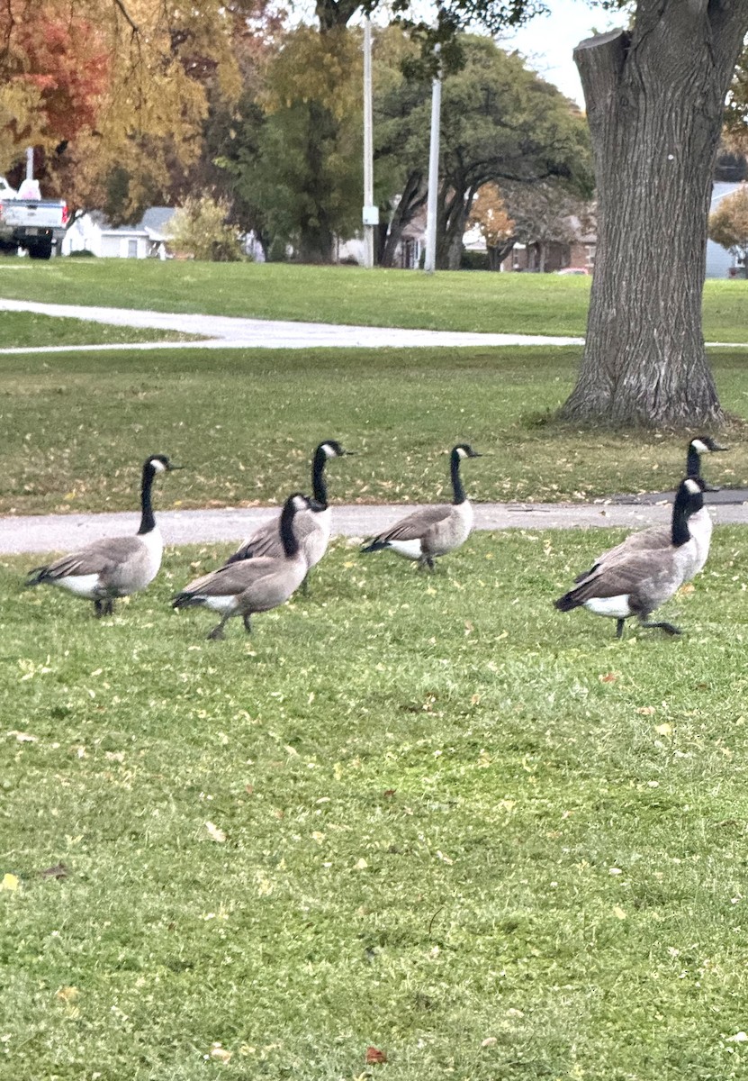 カナダガン - ML644488965