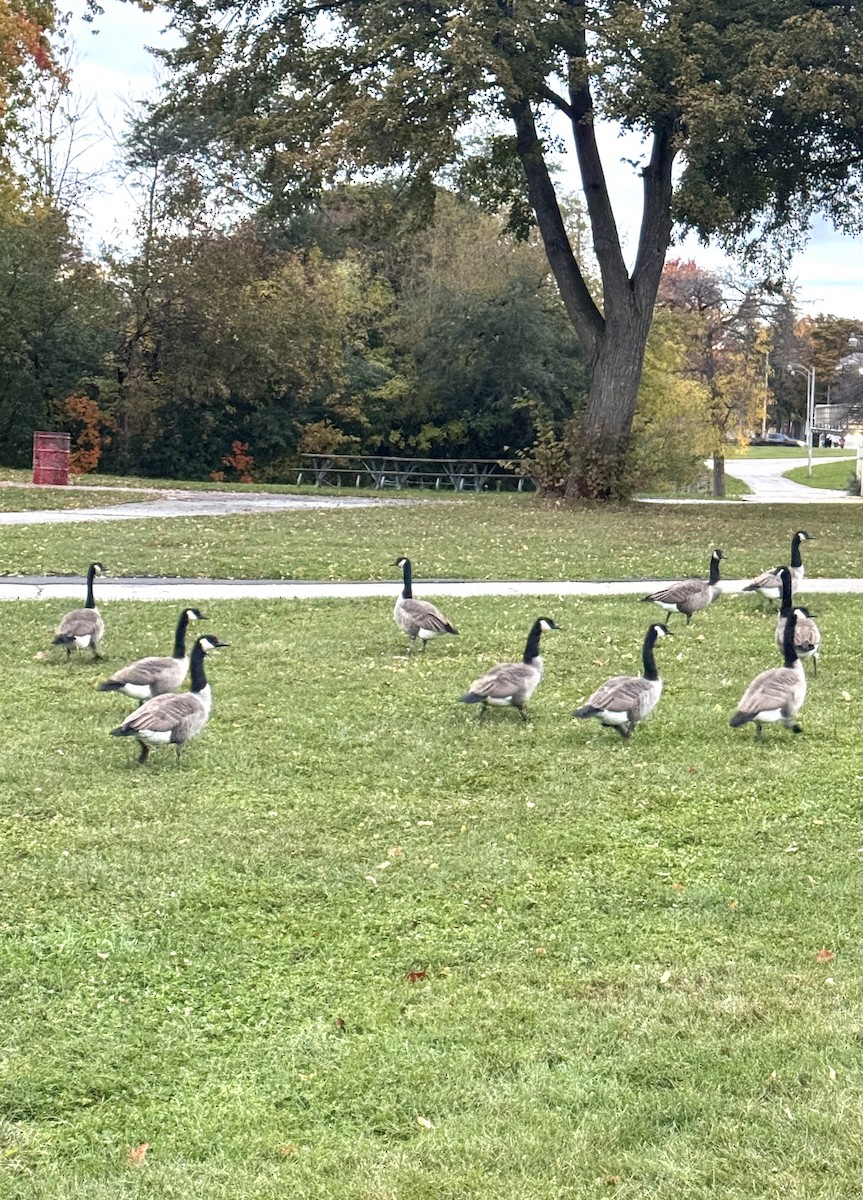 カナダガン - ML644488967