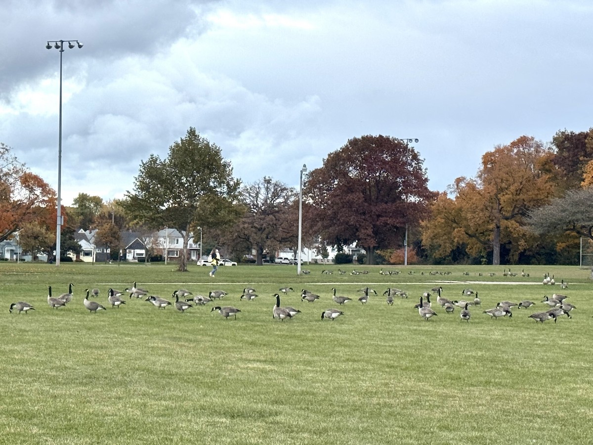 カナダガン - ML644488973