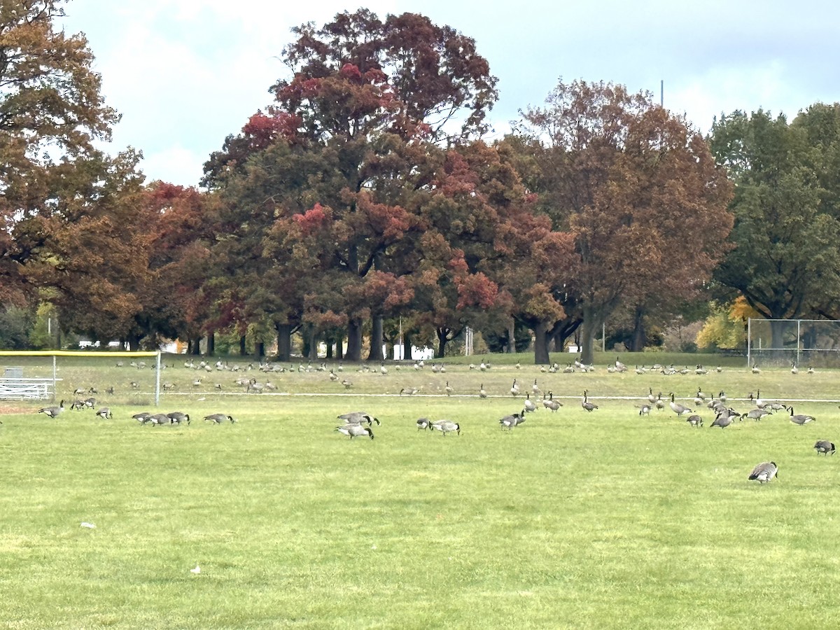 カナダガン - ML644488974